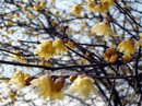 Chimonanthus Praecox